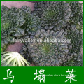 hybrid Brassica narinosa seeds hybrid cold resistance Tatsoi seeds for growing